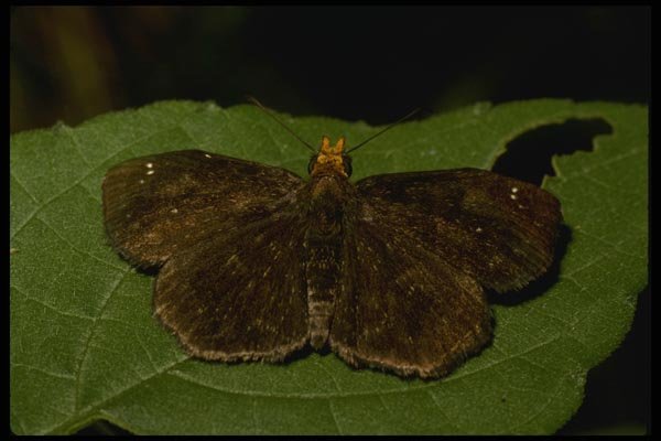 052094 Redhead Sooty Skipper A4 Photo Print