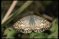 052095 Tropical Checkered Skipper A4 Photo Print