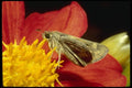 052096 Fiery Skipper A4 Photo Print