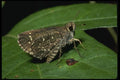 052097 Creekside Little Skipper A4 Photo Print