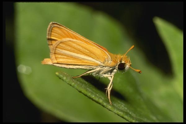 052098 Least Skipper A4 Photo Print