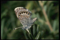 052099 Western Pigmy Blue A4 Photo Print