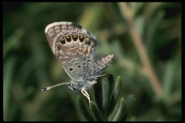 052099 Western Pigmy Blue A4 Photo Print