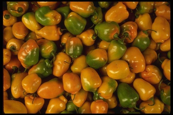 053026 Chilies A4 Photo Print