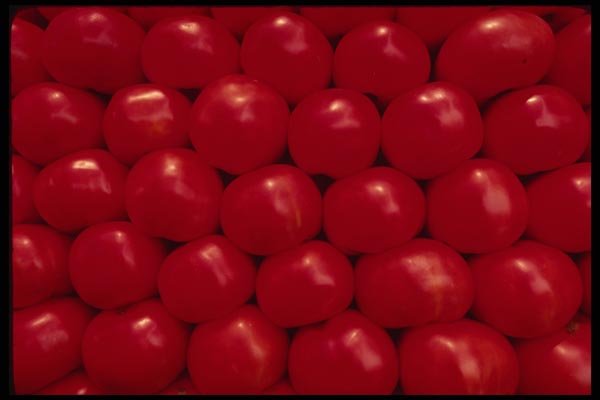 053028 Tomatoes A4 Photo Print