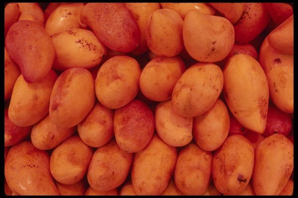 053029 Mangos A4 Photo Print