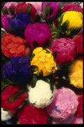 053030 Paper Flowers A4 Photo Print