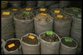 053031 Herbal Medicines A4 Photo Print