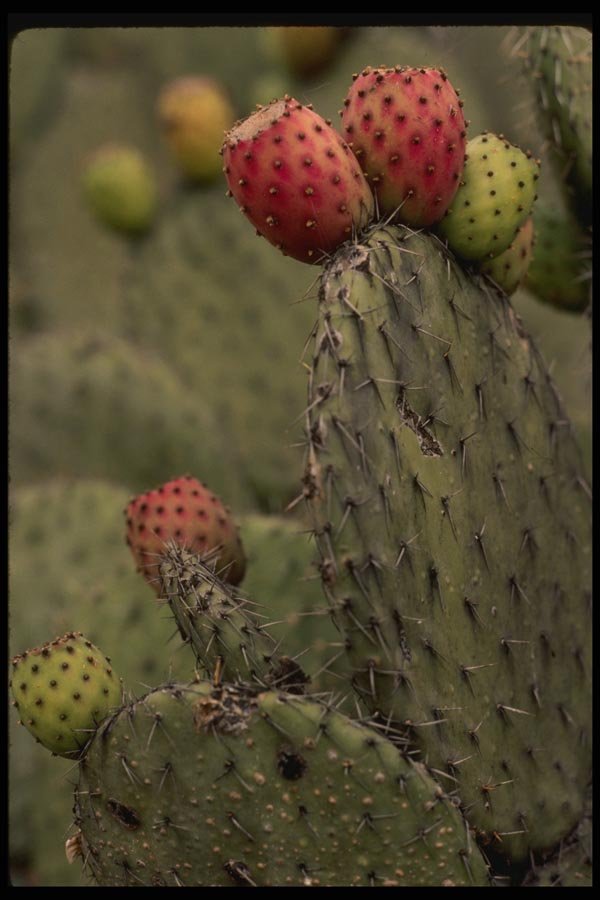 053032 Prickly Pear Cactus A4 Photo Print