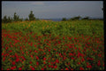055072 Cheju Do Flowers At Chungmun A4 Photo Print