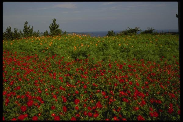 055072 Cheju Do Flowers At Chungmun A4 Photo Print