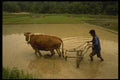 055078 Kyongsangbuk Do Man With Oxen Leveling Rice Paddy A4 Photo Print