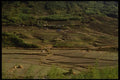 055082 Kyongsangnam Do Terraced Rice Paddies A4 Photo Print
