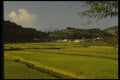 055085 Kyongsangnam Do Rice Fields On Namhae Island A4 Photo Print