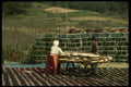 055095 Chungchongnam Do Drying Fish At Chollipo A4 Photo Print