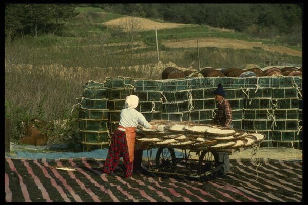 055095 Chungchongnam Do Drying Fish At Chollipo A4 Photo Print