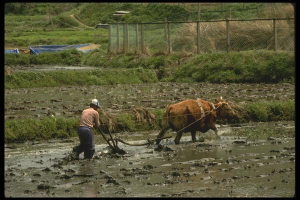 055096 Chungchongnam Do Man Plowing Rice Paddy At Chollipo A4 Photo Print