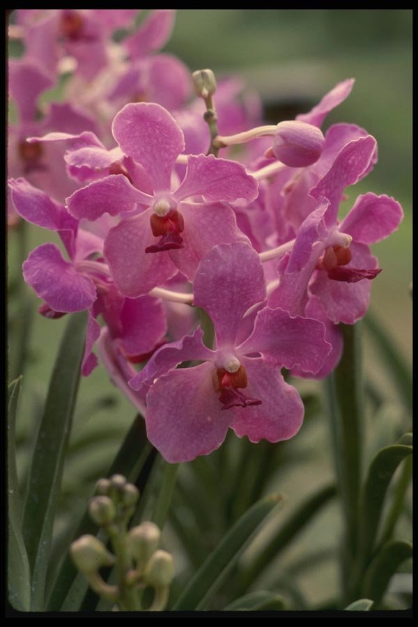 057059 Singapore's National Flower The Orchid A4 Photo Print