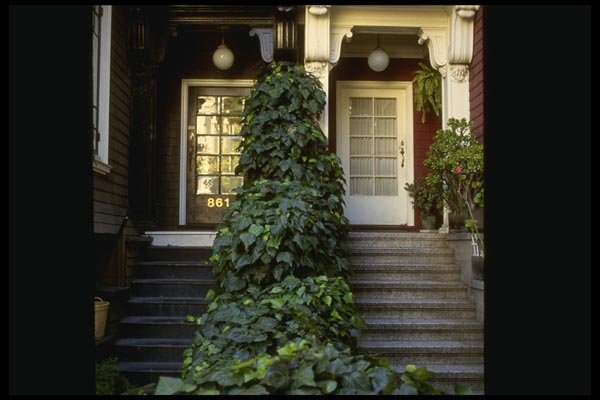 059078 The Doors Of Ivy A4 Photo Print