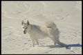 060040 High Altitude Dog A4 Photo Print