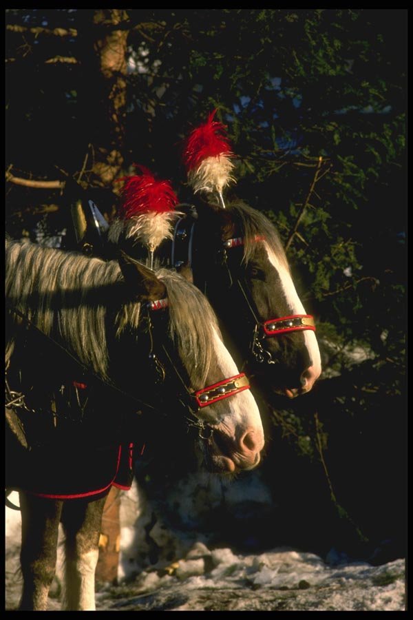 060060 Decorated Horses A4 Photo Print