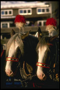 060099 Festively Decorated Horses A4 Photo Print