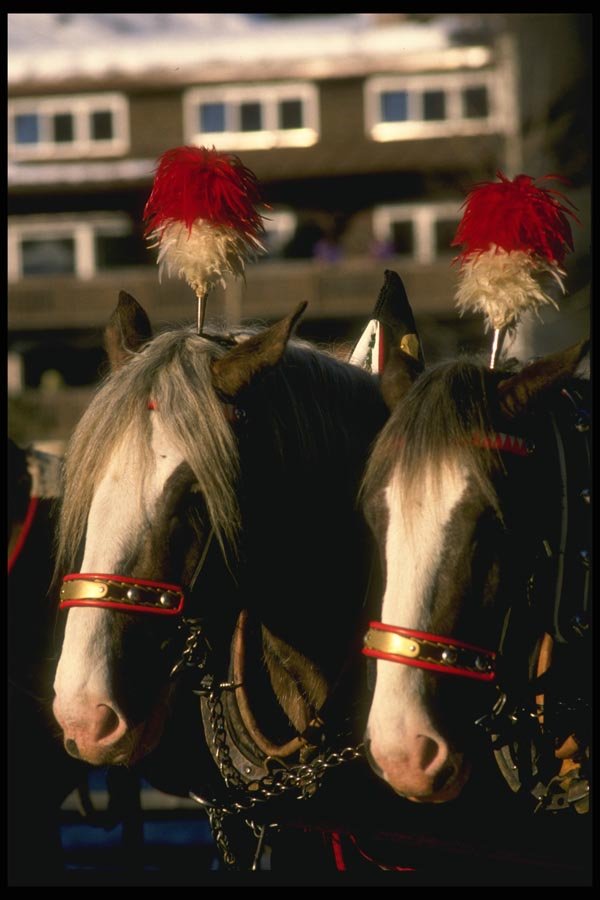 060099 Festively Decorated Horses A4 Photo Print