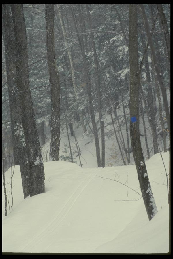 061005 Winter Solitude A4 Photo Print