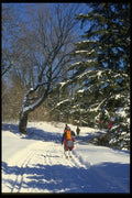 061006 Classic Track Skiing In The Gatineau Park A4 Photo Print