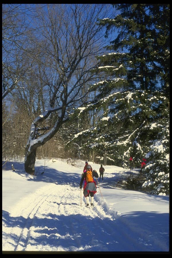 061006 Classic Track Skiing In The Gatineau Park A4 Photo Print