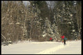 061010 Heading For The Woods Along The Trail A4 Photo Print