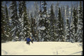 061042 Heading For The Trees A4 Photo Print