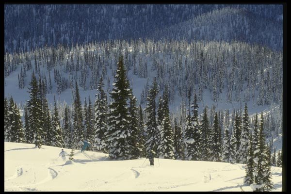 061043 Tree Skiing In The Caribou Mountains, British Columbia A4 Photo Print