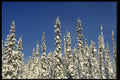 061044 Snow Laden Trees A4 Photo Print