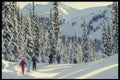 061050 Entrance Way To Tree Skiing A4 Photo Print