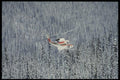 061053 Left Turn, Heli Transport A4 Photo Print