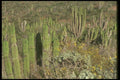 064021 Sea Of Cacti Playa, Los Cerritos, Baja A4 Photo Print