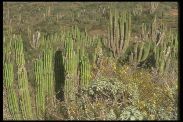 064021 Sea Of Cacti Playa, Los Cerritos, Baja A4 Photo Print