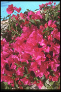 064023 Bougainvillaea Pink, Mazatlan, Pacific Coast A4 Photo Print