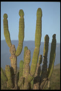 064030 Cardon Cactus, Baja South A4 Photo Print