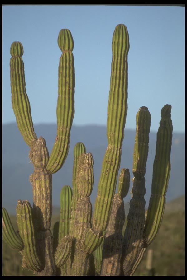 064030 Cardon Cactus, Baja South A4 Photo Print