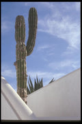 064034 Cactus Amidst Mexican Architecture A4 Photo Print