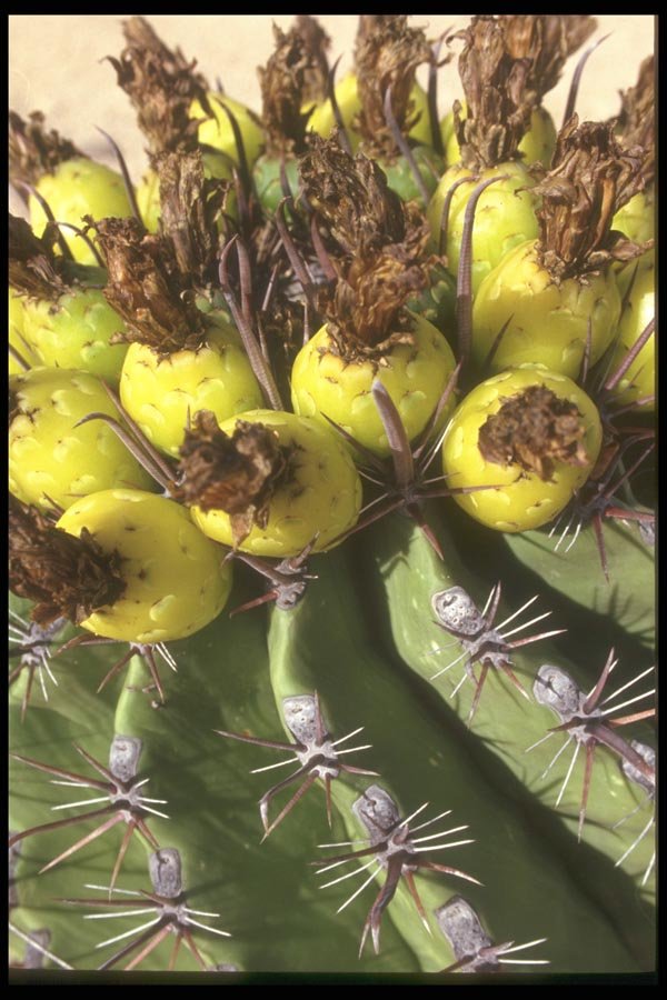 064037 Cholla Cactus, Baja South A4 Photo Print