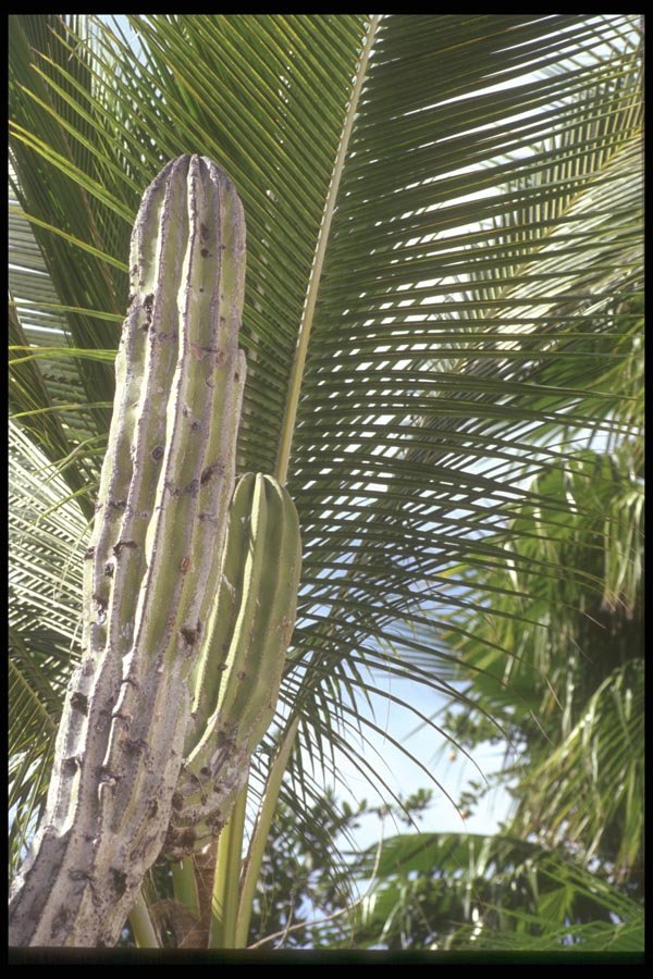 064048 Baja Cactus And Ferns A4 Photo Print