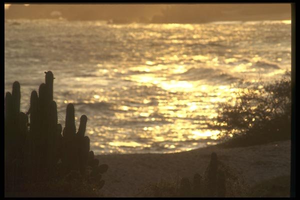 064058 Gold And Silver Cactus, Baja South A4 Photo Print