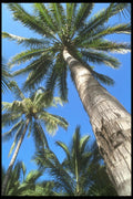 064060 Towering Palm Trees, Puerto Vallarta A4 Photo Print
