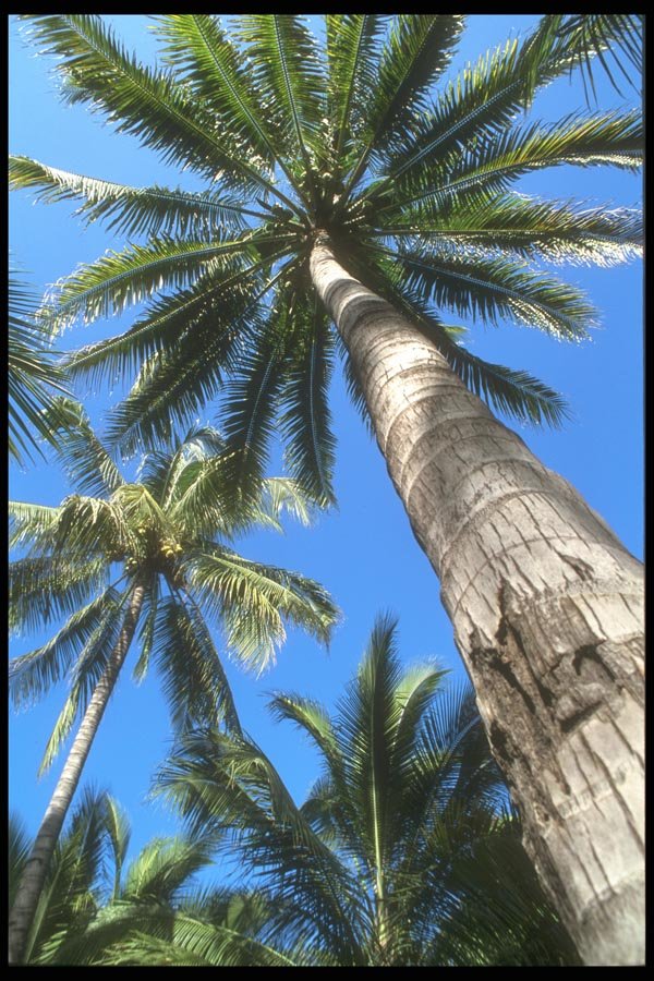 064060 Towering Palm Trees, Puerto Vallarta A4 Photo Print