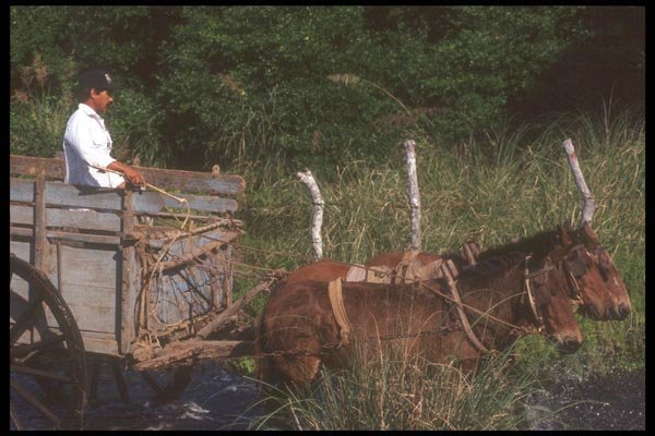 064068 Horse Drawn Buggy, Novillero, Pacific Coast A4 Photo Print