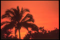 064070 Coconut Orange Sunset A4 Photo Print