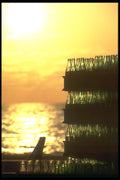 064072 Golden Pop Bottles A4 Photo Print